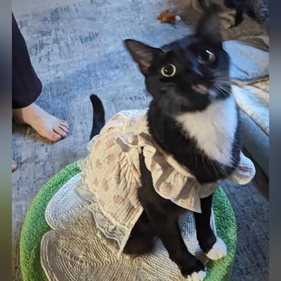 Meet your Posher, Amani - Picture 6 of 6